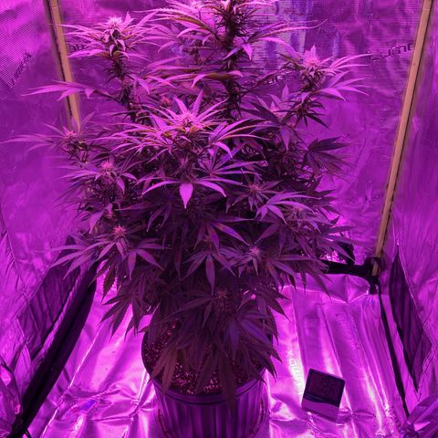 GSC x Jack Herer growlog photo: Flower Week 4