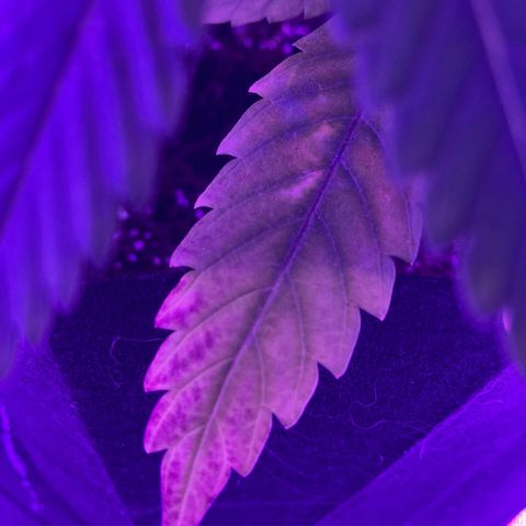 Nuken growlog photo: Minor Potassium deficiency I believe.  This may be mitigated by the final veg nutrient levels I bumped up to on today’s watering.  