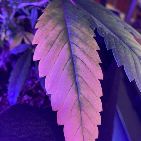 Nuken growlog photo: Minor Potassium deficiency I believe.  This may be mitigated by the final veg nutrient levels I bumped up to on today’s watering.  