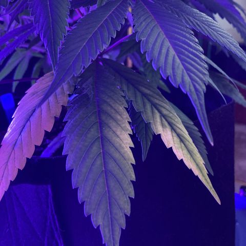 Nuken growlog photo: Minor Potassium deficiency I believe.  This may be mitigated by the final veg nutrient levels I bumped up to on today’s watering.  