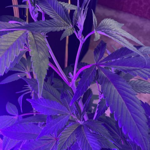 Nuken growlog photo: Recovered fully from the second topping.  Still has 2 weeks min. before flower.