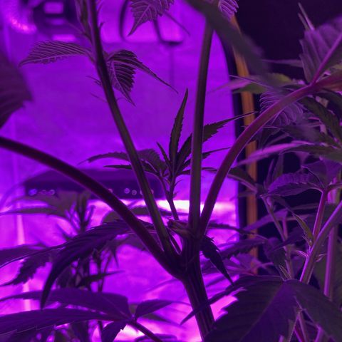 Nuken growlog photo: Recovered fully from the second topping.  Still has 2 weeks min. before flower.