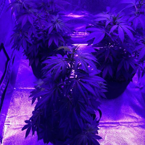 Nuken growlog photo: Recovered fully from the second topping.  Still has 2 weeks min. before flower.