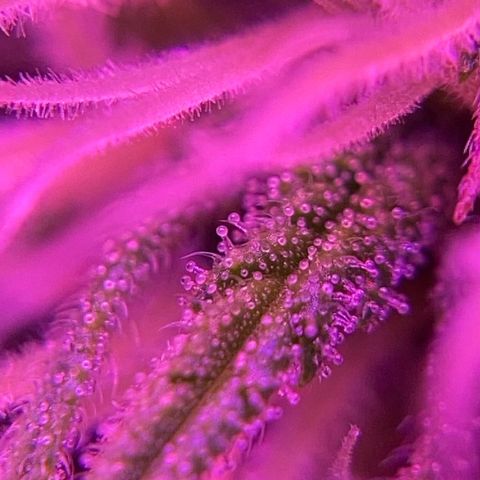 GSC x Jack Herer growlog photo: Trichomes starting to form on the buds.  Almost the end of Week 4 in flower.
