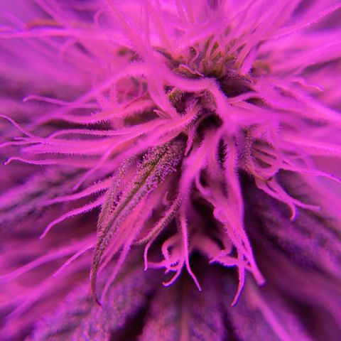 GSC x Jack Herer growlog photo: Trichomes starting to form on the buds.  Almost the end of Week 4 in flower.