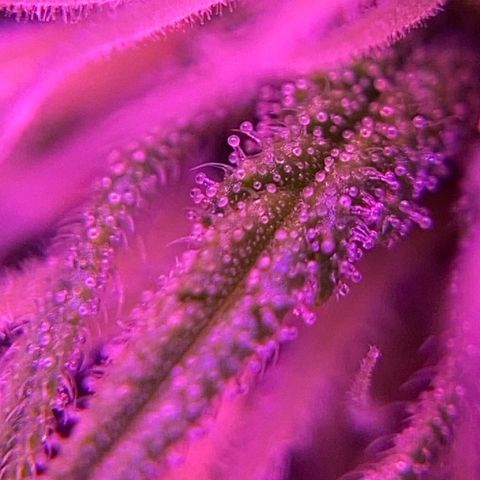 GSC x Jack Herer growlog photo: Trichomes starting to form on the buds.  Almost the end of Week 4 in flower.