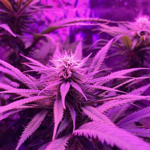 GSC x Jack Herer growlog photo: Almost the end of week 4 in flower.  Good bud structure on all the tops, building daily. Macro shots show the first trichome structures forming.  