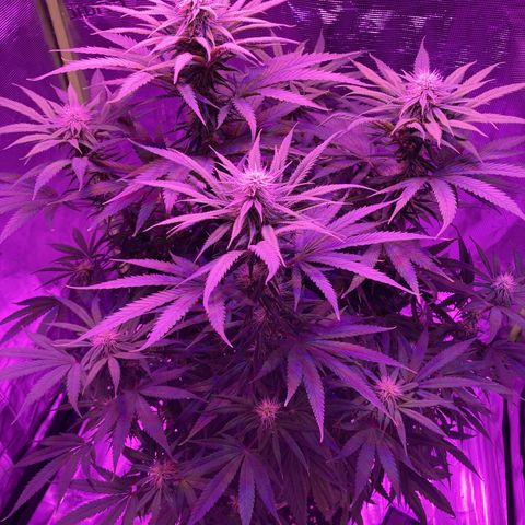 GSC x Jack Herer growlog photo: Almost the end of week 4 in flower.  Good bud structure on all the tops, building daily. Macro shots show the first trichome structures forming.  