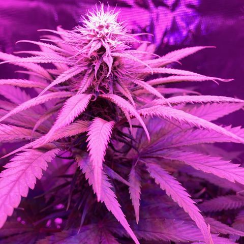 GSC x Jack Herer growlog photo: Almost the end of week 4 in flower.  Good bud structure on all the tops, building daily. Macro shots show the first trichome structures forming.  