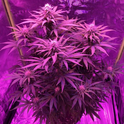 GSC x Jack Herer growlog photo: Week 5