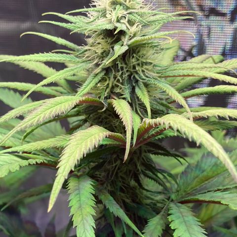 GSC x Jack Herer growlog photo: Week 5