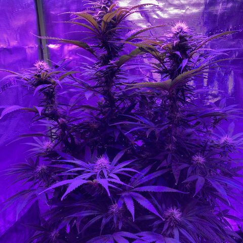 GSC x Jack Herer growlog photo: Week 5