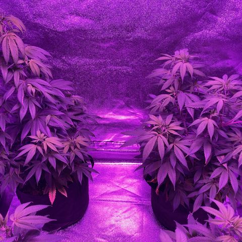 Nuken growlog photo: Interesting how different the 2 twins have developed.  Christmas tree for one and thick bush on the other. (Topped twice)