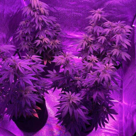 Nuken growlog photo: Interesting how different the 2 twins have developed.  Christmas tree for one and thick bush on the other. (Topped twice)