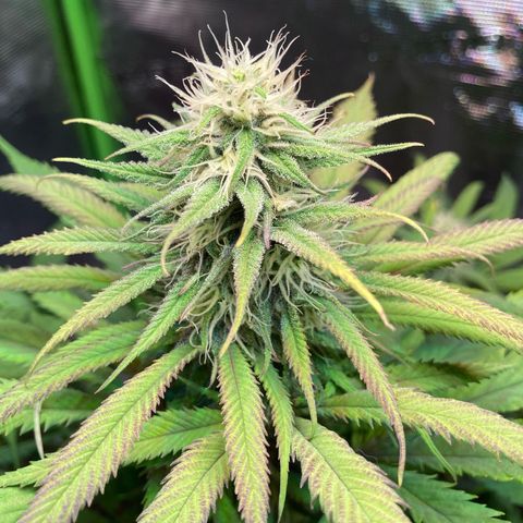 GSC x Jack Herer growlog photo: Week 6
