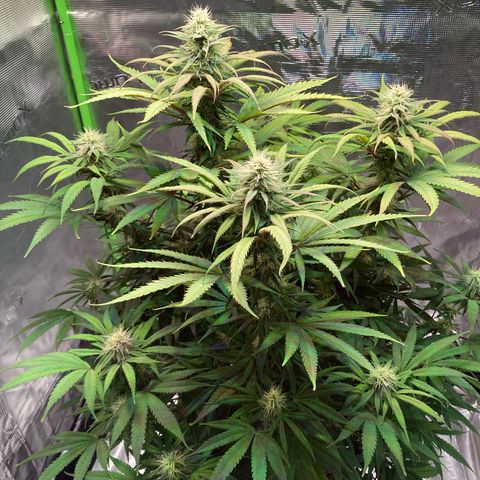 GSC x Jack Herer growlog photo: Week 6