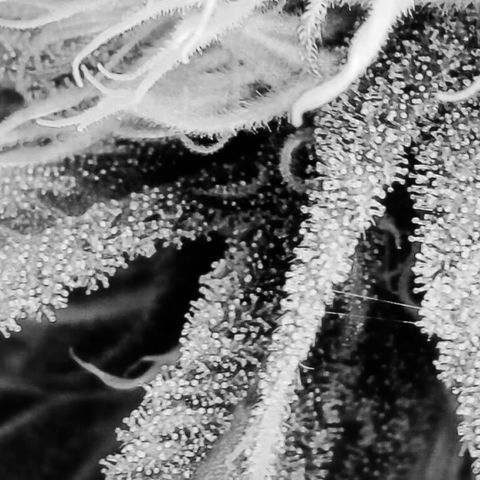 GSC x Jack Herer growlog photo: Week 6
