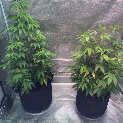 Nuken growlog timeline photo