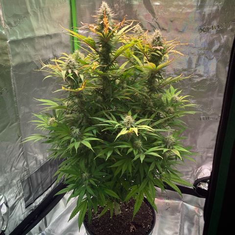 GSC x Jack Herer growlog photo: Week 7 - almost there.  Still seeing potassium deficiency so I added a round of bloom to this watering day.  Will continue with flushing after this for the last 2 weeks