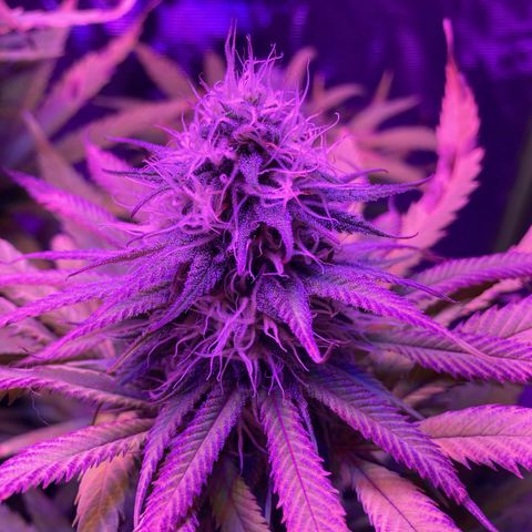 GSC x Jack Herer growlog photo: Week 7 - almost there.  Still seeing potassium deficiency so I added a round of bloom to this watering day.  Will continue with flushing after this for the last 2 weeks