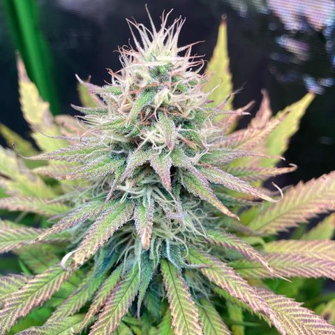 GSC x Jack Herer growlog photo: Week 7 - almost there.  Still seeing potassium deficiency so I added a round of bloom to this watering day.  Will continue with flushing after this for the last 2 weeks
