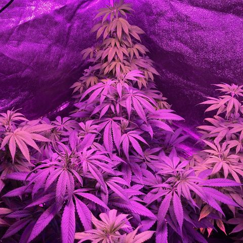 Nuken growlog photo: The twins arenteresting to see how differently they’ve grown.  One left alone to grow has the nice traditional Christmas tree shape, and the other the double topped lst one.  Will be neat to compare final output from each.  May do this again with the next cultivar.