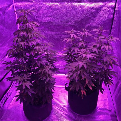 Nuken growlog photo: The twins arenteresting to see how differently they’ve grown.  One left alone to grow has the nice traditional Christmas tree shape, and the other the double topped lst one.  Will be neat to compare final output from each.  May do this again with the next cultivar.