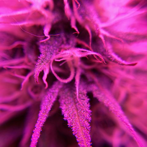 GSC x Jack Herer growlog photo: Pistilles maybe 20% now. Still a couple weeks I think. Bud getting more dense.  Trichomes getting milky but not ready yet.