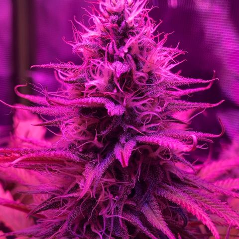 GSC x Jack Herer growlog photo: Pistilles maybe 20% now. Still a couple weeks I think. Bud getting more dense.  Trichomes getting milky but not ready yet.
