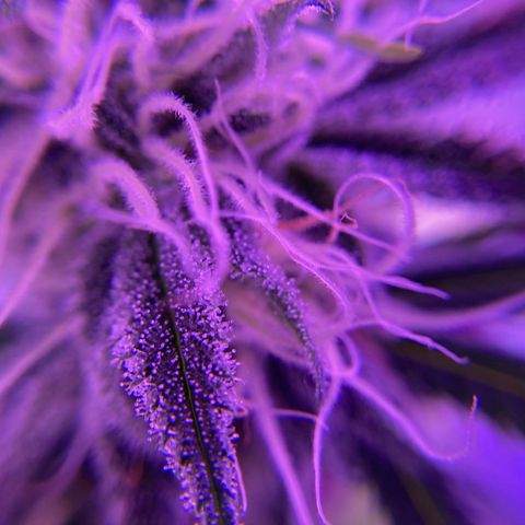 GSC x Jack Herer growlog photo: Mid week 7.  Trichomes still somewhat clear.  Pistilles maybe 20% amber.  A couple more weeks still. This aligns with the calculated May 1 harvest, and breeders 8-10 week flower time.