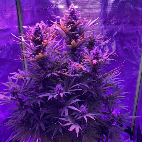 GSC x Jack Herer growlog photo: Mid week 7.  Trichomes still somewhat clear.  Pistilles maybe 20% amber.  A couple more weeks still. This aligns with the calculated May 1 harvest, and breeders 8-10 week flower time.
