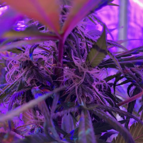 GSC x Jack Herer growlog photo: Mid week 7.  Trichomes still somewhat clear.  Pistilles maybe 20% amber.  A couple more weeks still. This aligns with the calculated May 1 harvest, and breeders 8-10 week flower time.