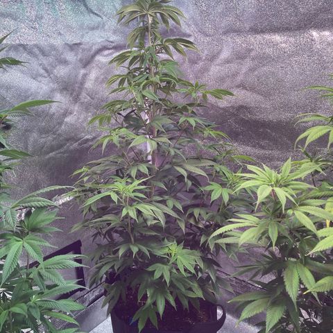 Nuken growlog photo: Twins getting bigger.  The one left alone is growing nicely and the lower flowers starting to show development.  The double topped appears to be back to health after the last topping.  Very curious how these two will differ in yields. 