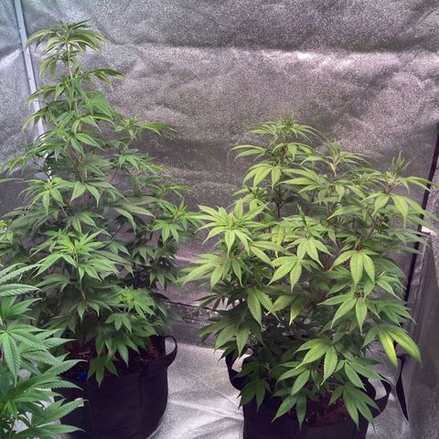 Nuken growlog photo: Twins getting bigger.  The one left alone is growing nicely and the lower flowers starting to show development.  The double topped appears to be back to health after the last topping.  Very curious how these two will differ in yields. 