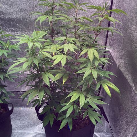 Nuken growlog photo: Twins getting bigger.  The one left alone is growing nicely and the lower flowers starting to show development.  The double topped appears to be back to health after the last topping.  Very curious how these two will differ in yields. 
