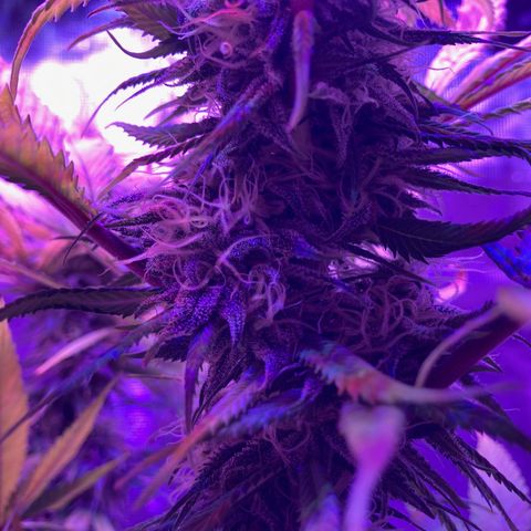 GSC x Jack Herer growlog photo: Start of week 8.  Trichomes mostly cloudy, a few still clear.  Stigma’s turning orange and curling.  Top bud filling out nicely.  Lower nodes look great.