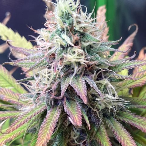 GSC x Jack Herer growlog photo: Start of week 8.  Trichomes mostly cloudy, a few still clear.  Stigma’s turning orange and curling.  Top bud filling out nicely.  Lower nodes look great.