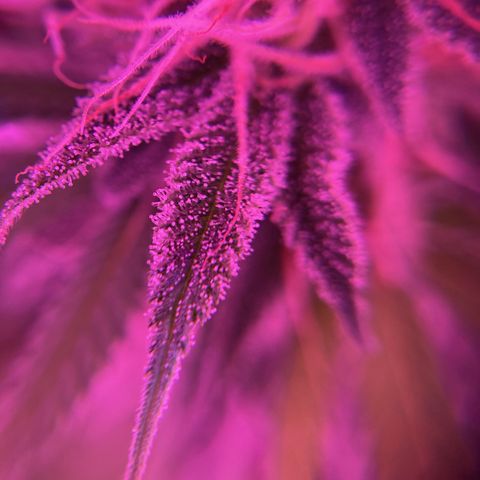 GSC x Jack Herer growlog photo: Start of week 8.  Trichomes mostly cloudy, a few still clear.  Stigma’s turning orange and curling.  Top bud filling out nicely.  Lower nodes look great.