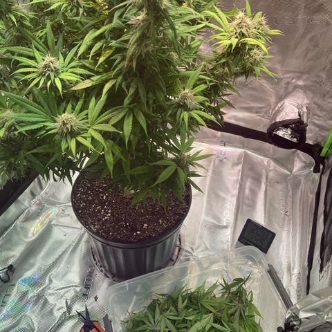 GSC x Jack Herer growlog photo: Week 8 flower starting.  Did a major defoliation.  Looks great after the haircut.  One more week it think.  Stigmas almost there and most of the trichomes are cloudy.