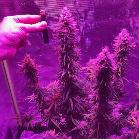 GSC x Jack Herer growlog photo: Week 8 flower starting.  Did a major defoliation.  Looks great after the haircut.  One more week it think.  Stigmas almost there and most of the trichomes are cloudy.