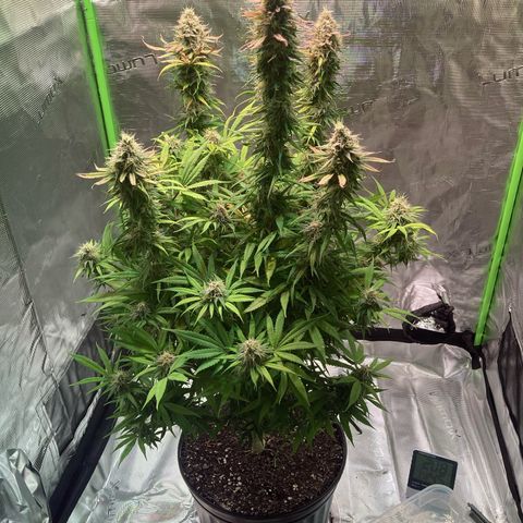 GSC x Jack Herer growlog photo: Week 8 flower starting.  Did a major defoliation.  Looks great after the haircut.  One more week it think.  Stigmas almost there and most of the trichomes are cloudy.