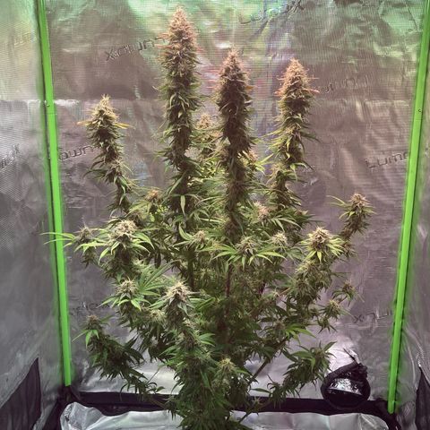 GSC x Jack Herer growlog photo: Week 8 flower starting.  Did a major defoliation.  Looks great after the haircut.  One more week it think.  Stigmas almost there and most of the trichomes are cloudy.
