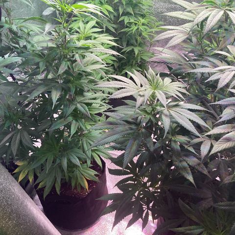 Nuken growlog photo: Looking good and healthy. Drinking lots.  Thought these were in week 7 veg but likely starting week 9. Will double check my images as the log is wrong.  May flip these to flower next week.