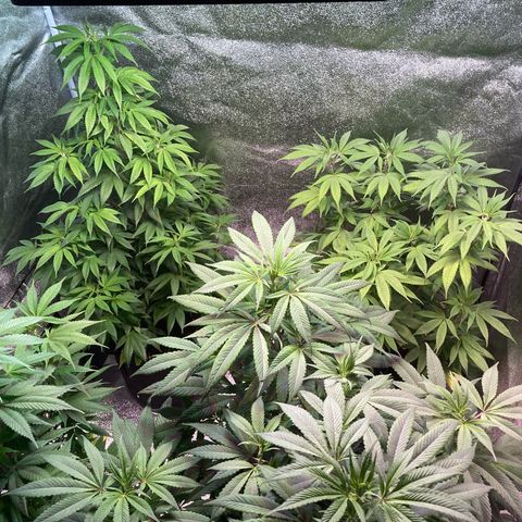 Nuken growlog photo: Looking good and healthy. Drinking lots.  Thought these were in week 7 veg but likely starting week 9. Will double check my images as the log is wrong.  May flip these to flower next week.