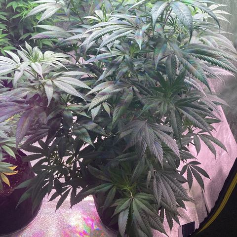 Nuken growlog photo: Looking good and healthy. Drinking lots.  Thought these were in week 7 veg but likely starting week 9. Will double check my images as the log is wrong.  May flip these to flower next week.