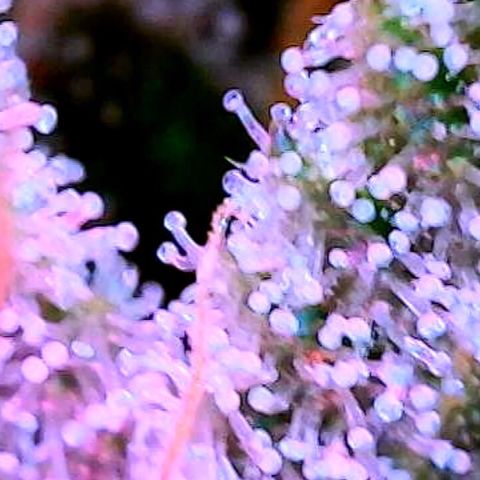 GSC x Jack Herer growlog photo: Looking good after defoliation.  95% milky trichomes now.  I may flip this to darkness for 48 hours on Wednesday evening and harvest Saturday morning.