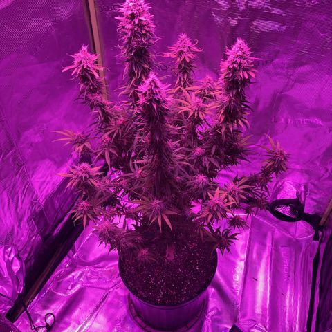 GSC x Jack Herer growlog photo: Looking good after defoliation.  95% milky trichomes now.  I may flip this to darkness for 48 hours on Wednesday evening and harvest Saturday morning.