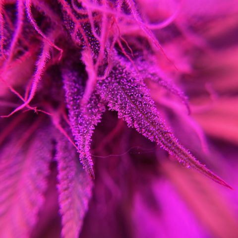GSC x Jack Herer growlog photo: Looking good after defoliation.  95% milky trichomes now.  I may flip this to darkness for 48 hours on Wednesday evening and harvest Saturday morning.
