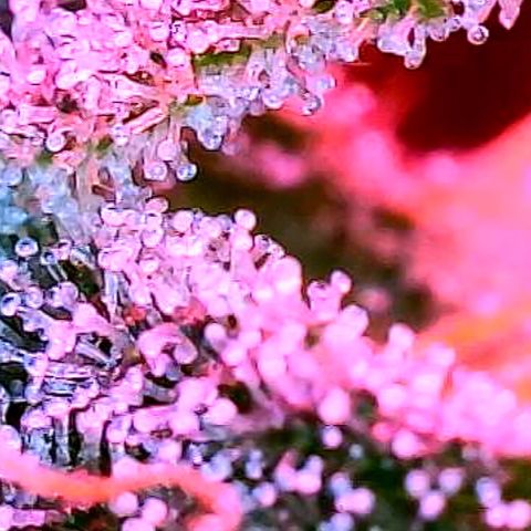 GSC x Jack Herer growlog photo: Overall recovered nicely from the defoliation.  Trichomes look great.  Less than 5% clear, and still have only seen a couple of Amber trichomes.  Microscope takes great shots 