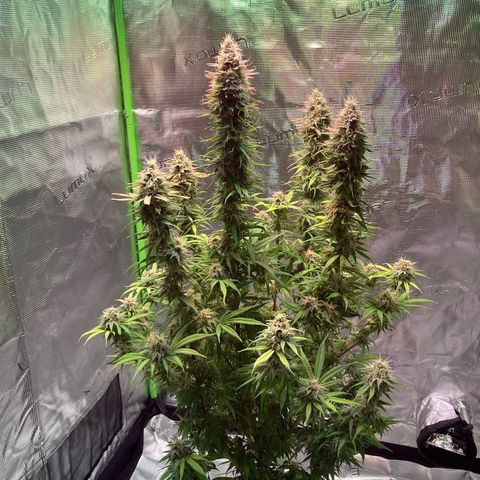GSC x Jack Herer growlog photo: Overall recovered nicely from the defoliation.  Trichomes look great.  Less than 5% clear, and still have only seen a couple of Amber trichomes.  Microscope takes great shots 